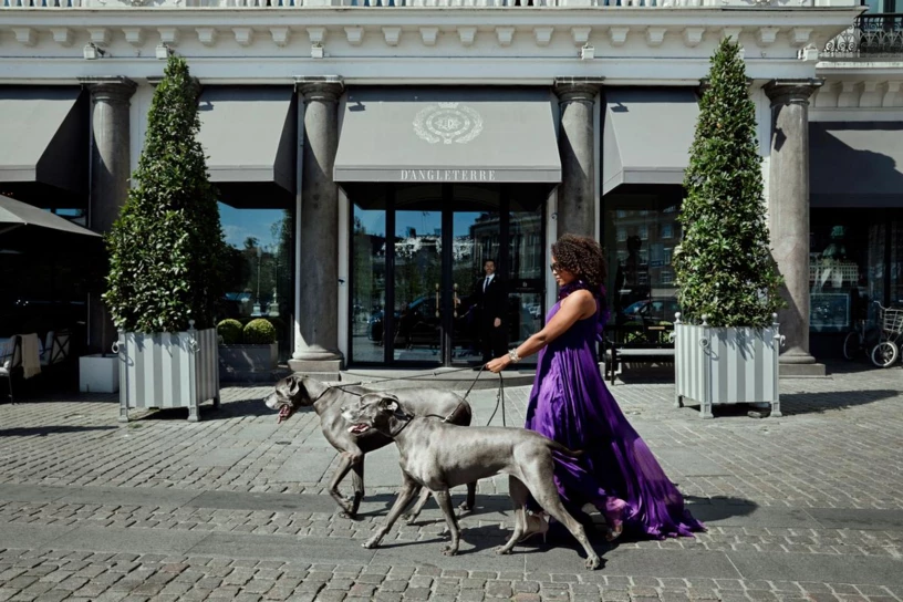 Dogs on d'Angleterre