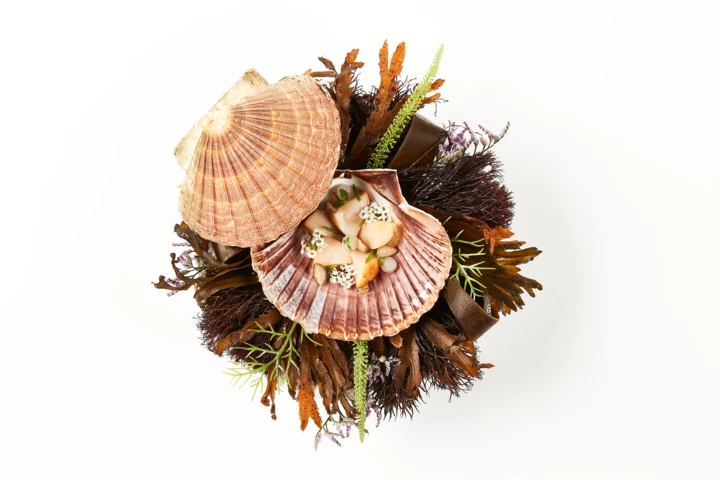 Marchal dish 12.01.2026